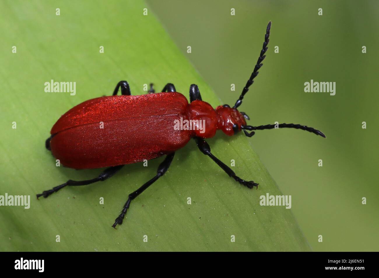 Rosso testa Cardinale Beetle Pyrochra serraticornis Foto Stock