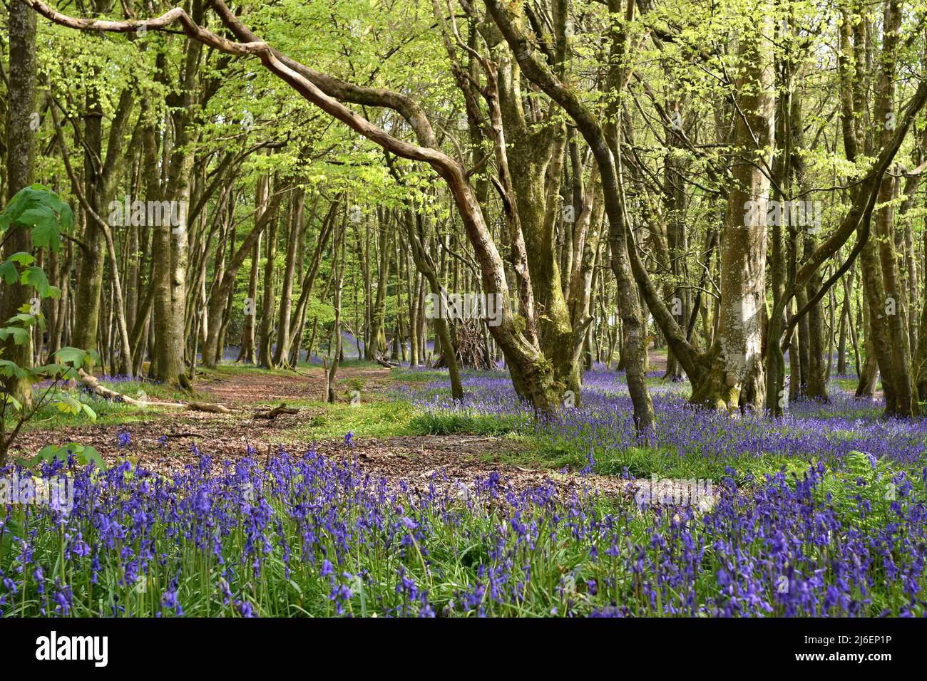 Coperta di Bluebells tra gli alberi in Unity Woods, Cornovaglia Foto Stock