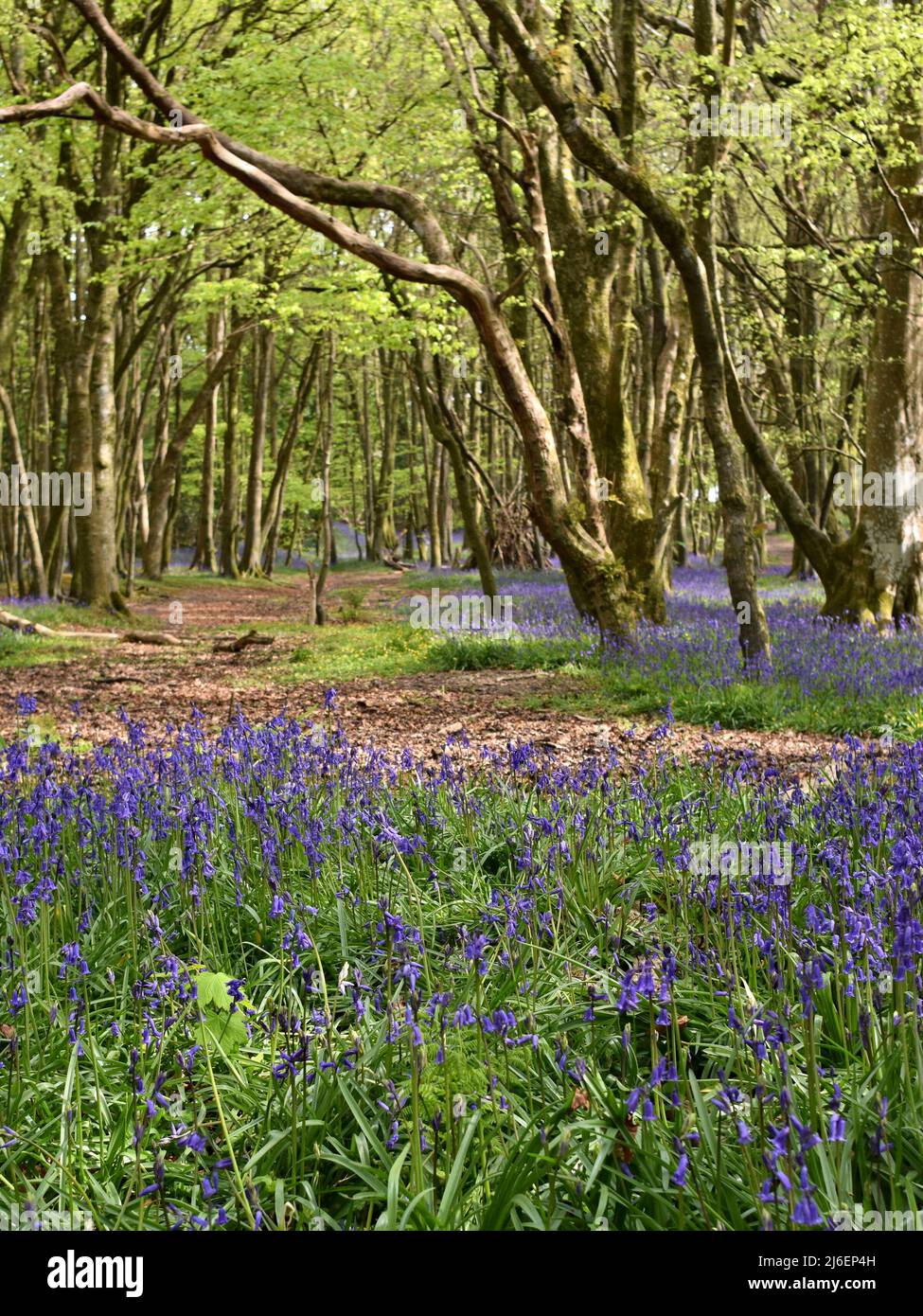 Coperta di Bluebells tra gli alberi in Unity Woods, Cornovaglia Foto Stock