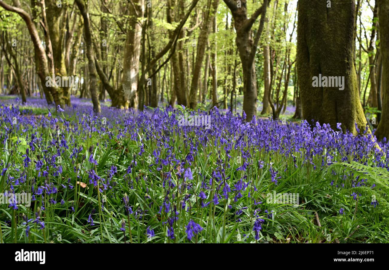 Coperta di Bluebells tra gli alberi in Unity Woods, Cornovaglia Foto Stock
