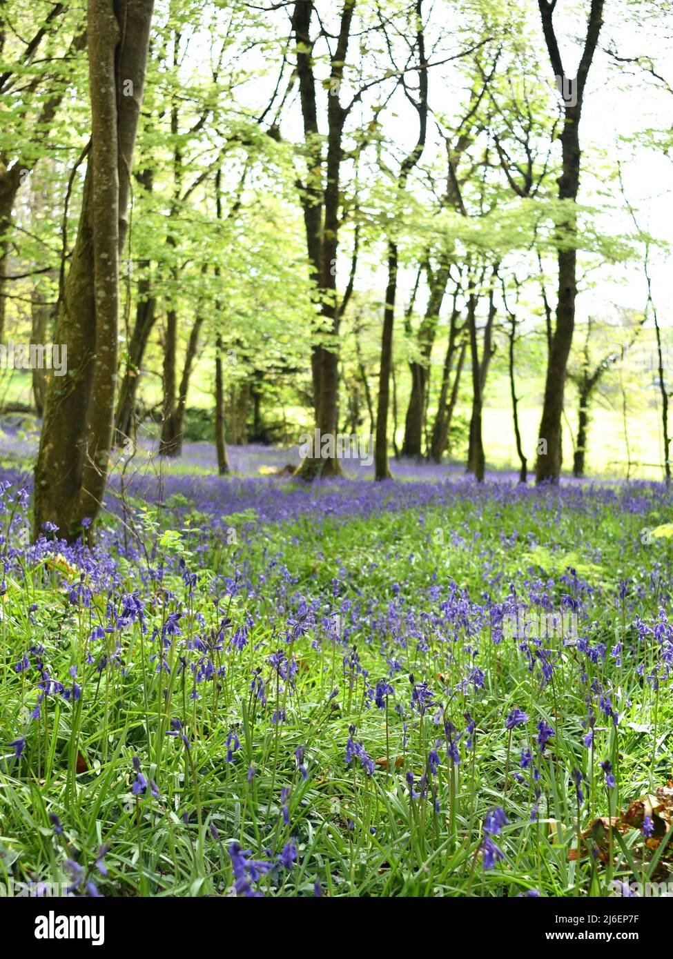 Coperta di Bluebells tra gli alberi in Unity Woods, Cornovaglia Foto Stock