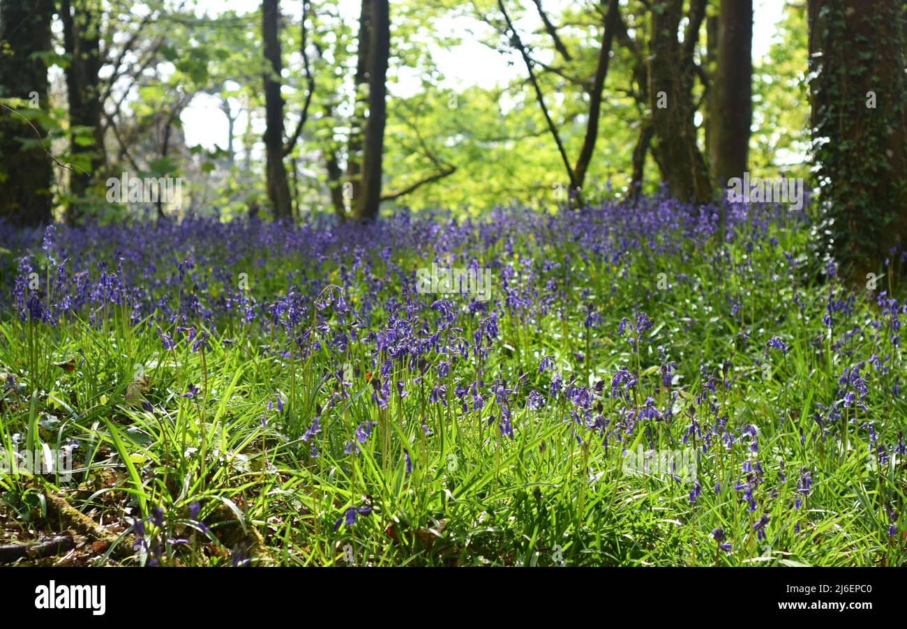 Coperta di Bluebells tra gli alberi in Unity Woods, Cornovaglia Foto Stock