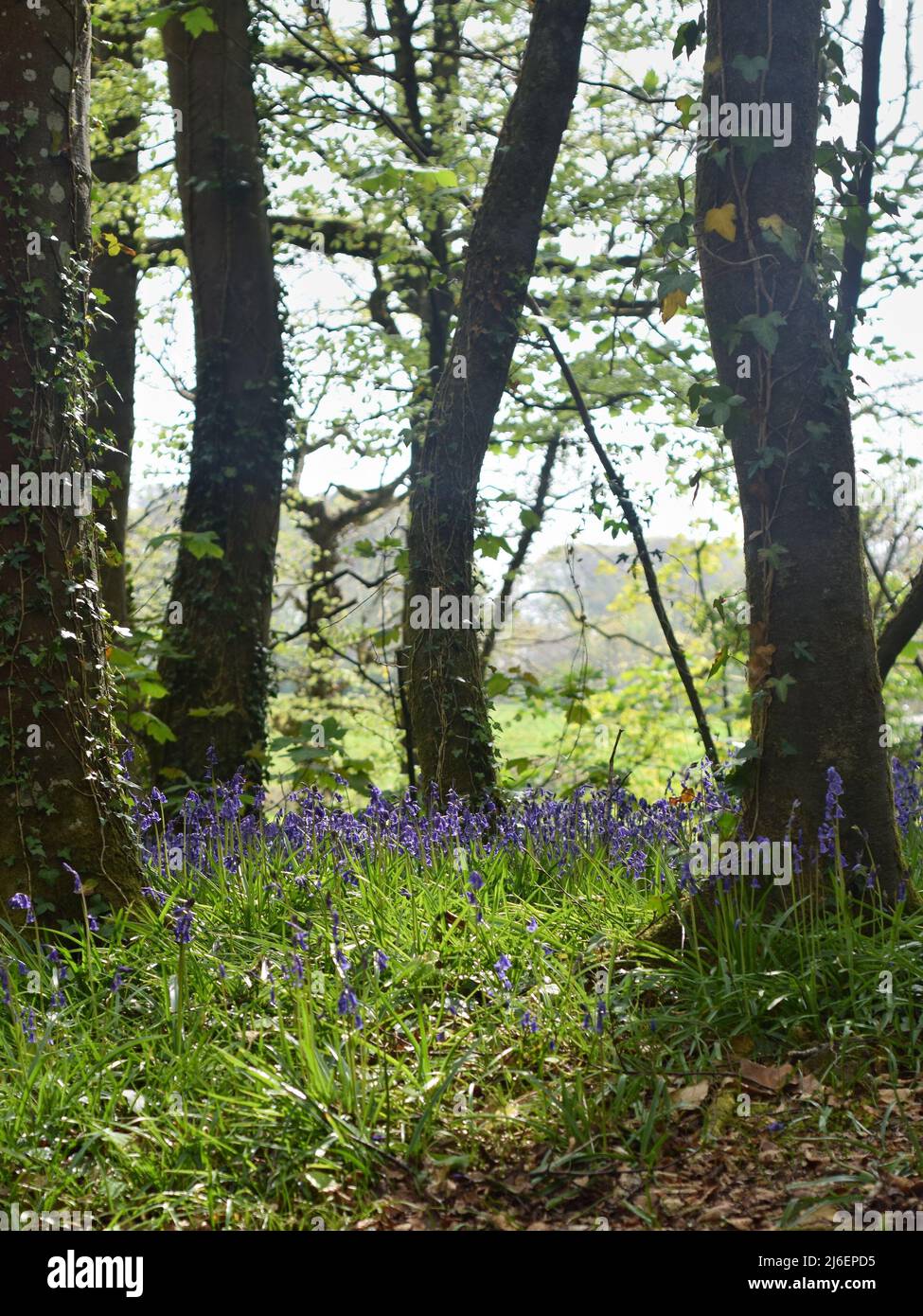 Coperta di Bluebells tra gli alberi in Unity Woods, Cornovaglia Foto Stock