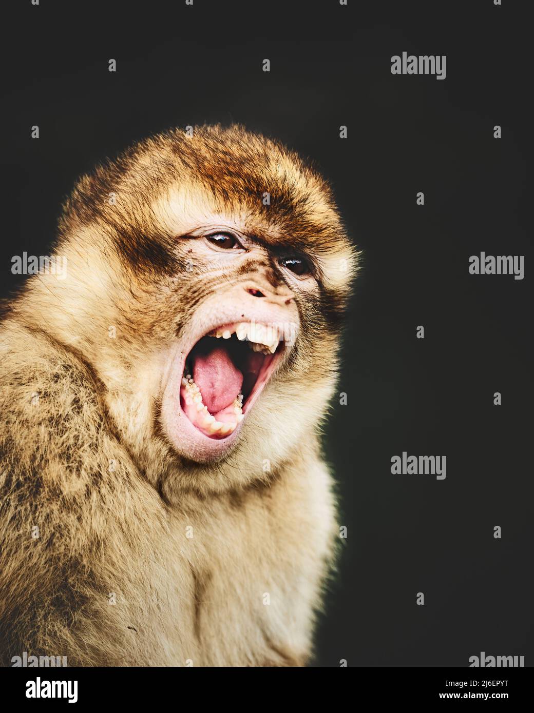 Simpatico e bellissimo macaco barbario in buona condotta . Foto di alta qualità Foto Stock
