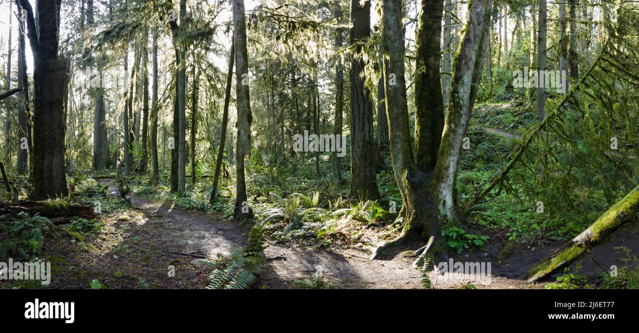 Un bel sentiero si snoda attraverso alberi sani, felci e altra vegetazione temperata in Forest Park, Northwest Portland, Oregon. Foto Stock
