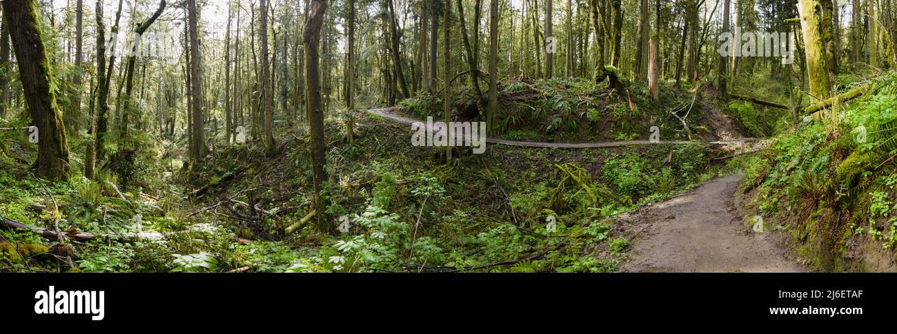 Un bel sentiero si snoda attraverso alberi sani, felci e altra vegetazione temperata in Forest Park, Northwest Portland, Oregon. Foto Stock