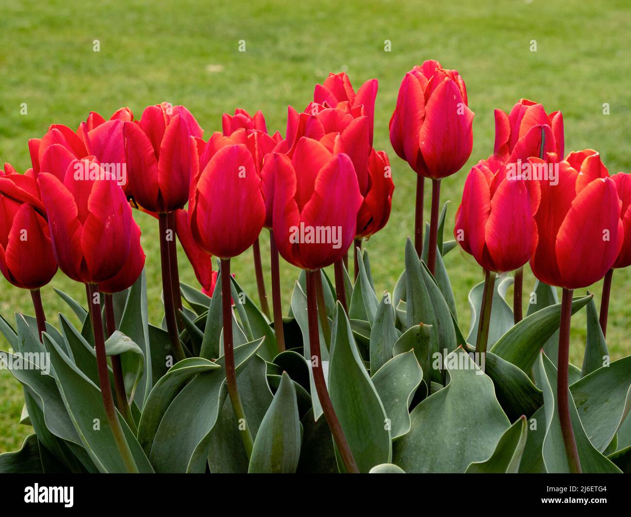 Graziosi tulipani rossi fioriti in giardino Foto Stock