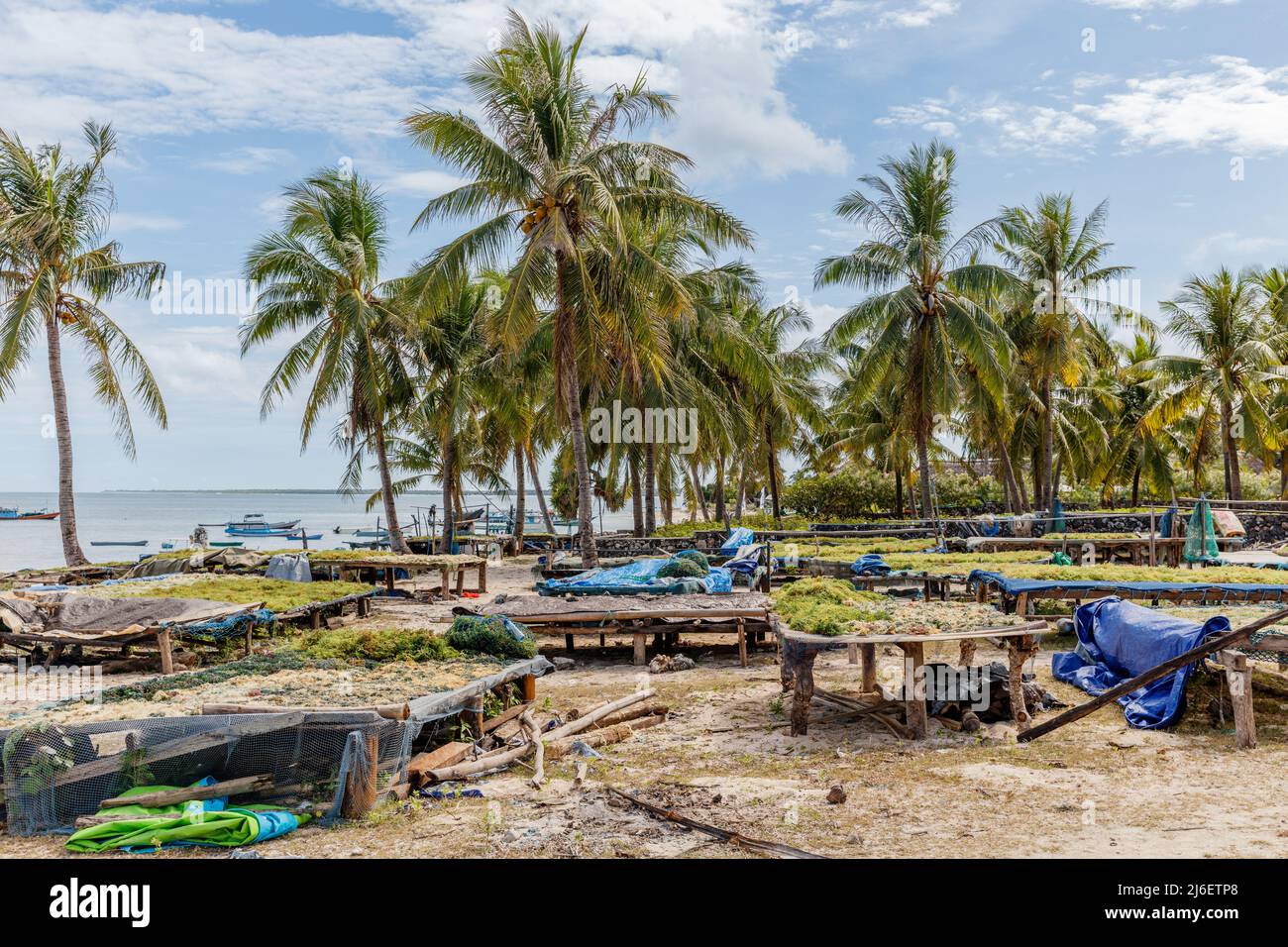 Agricoltura di alghe marine. Essiccazione delle alghe. Isola di Rote (Pulau Rote), Rote Ndao, Nusa Tenggara orientale. Foto Stock