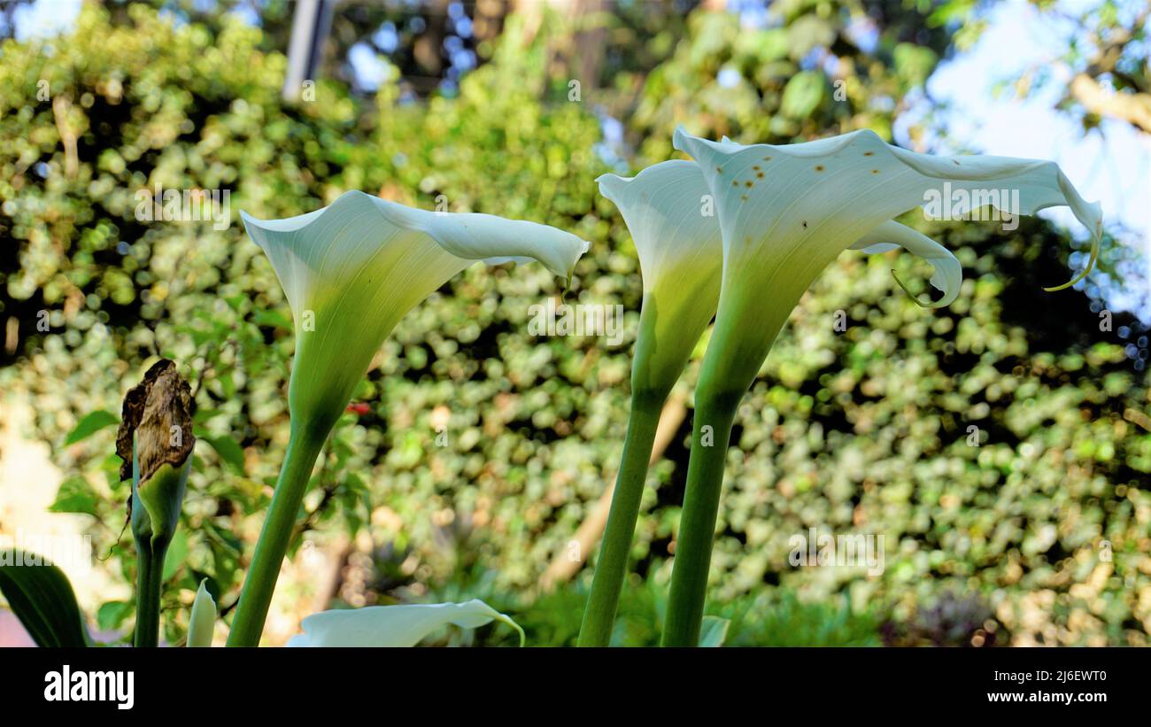Bellissimi fiori bianchi di Zantedeschia aethiopica anche noto come giglio calla. Avvistato nei giardini botanici Ooty Foto Stock