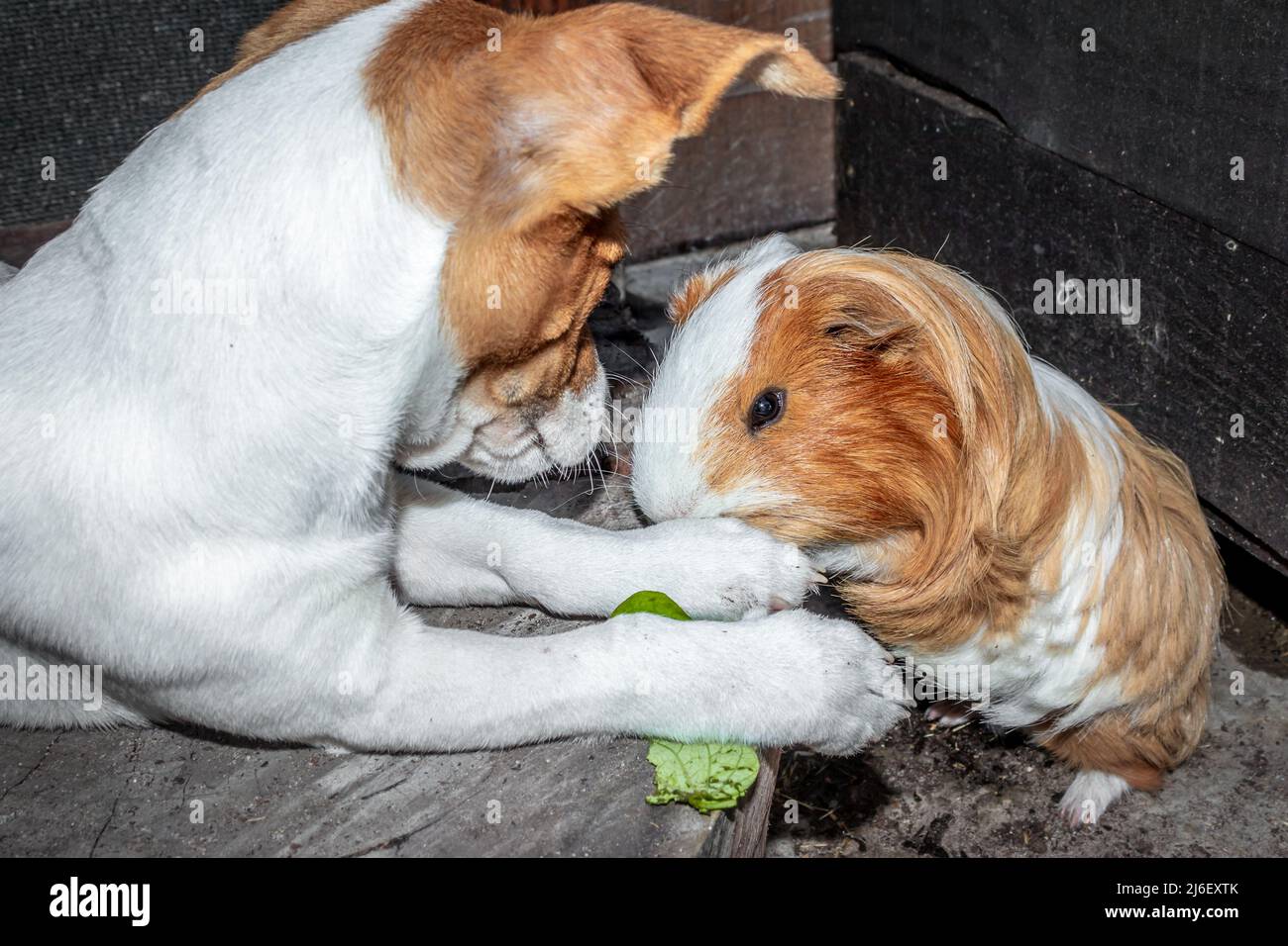 Porcellino d'India domestico al riparo (cavia porcellus) con un cane Jack Russell Terrier, Città del Capo, Sudafrica Foto Stock