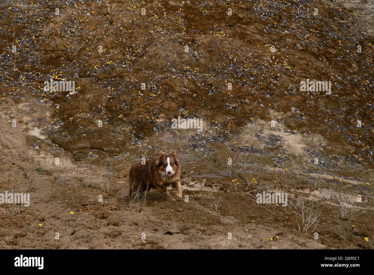 Cucciolo di pastore australiano che sale sulla duna di sabbia con una glade di fiori gialli. Aussie cane rosso tricolore è attivamente trascorrere il tempo in natura. Foto Stock