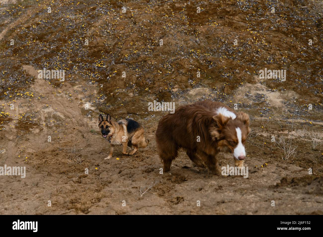 Due pastori tedeschi e australiani stanno salendo sulla duna di sabbia. Cani su cava di sabbia e glade di fiori gialli primrose sul retro. Cucciolo australiano Foto Stock