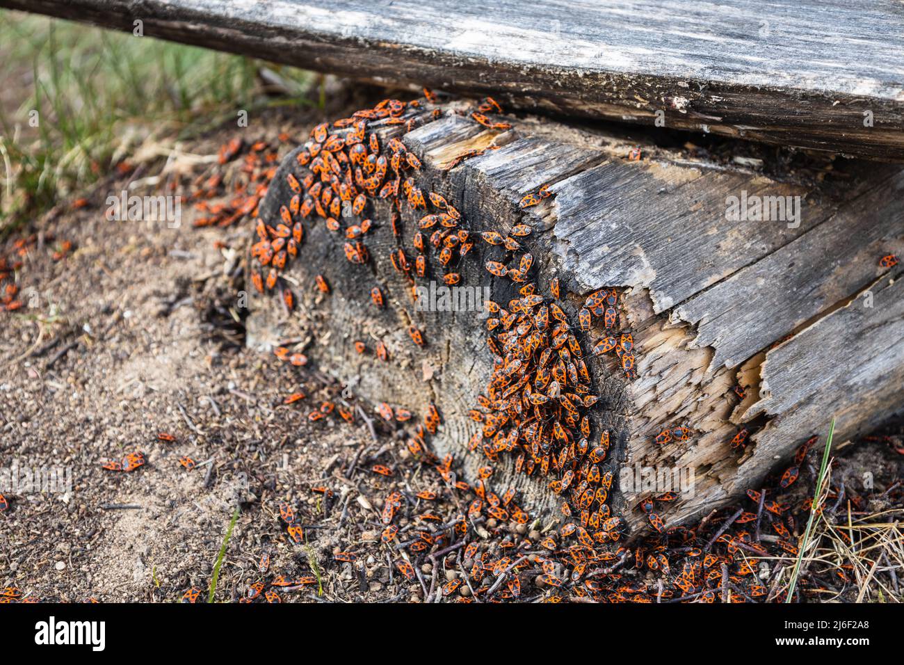 european firebug o pirrhocoris apterus. I fagioli con una parte posteriore rossa-macchiata sono seduti su un bastone di legno Foto Stock