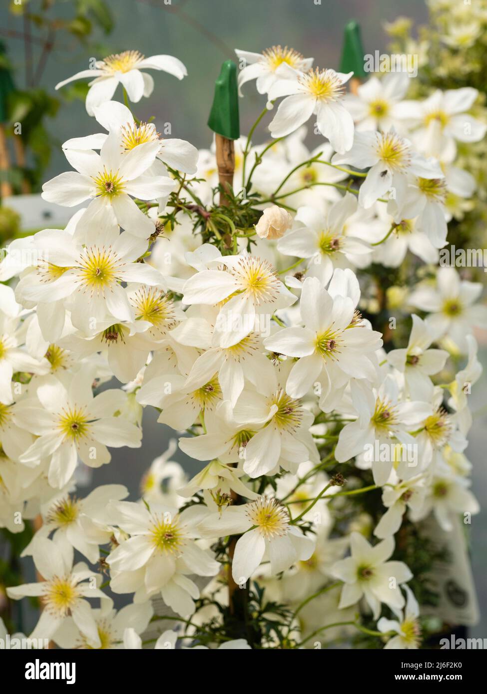 Fiori di primavera massaggiati del compatto arrampicata dura / training sempreverde, Clematis x cartmanii 'White abbondance' Foto Stock