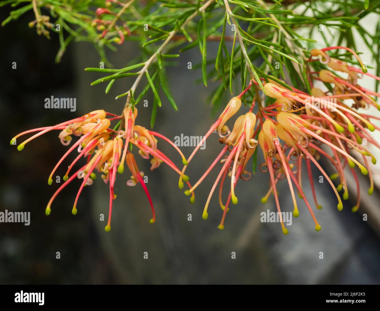 Insoliti fiori rosa e giallo del sempreverde arbusto sempreverde, Grevillea x semperflorens Foto Stock