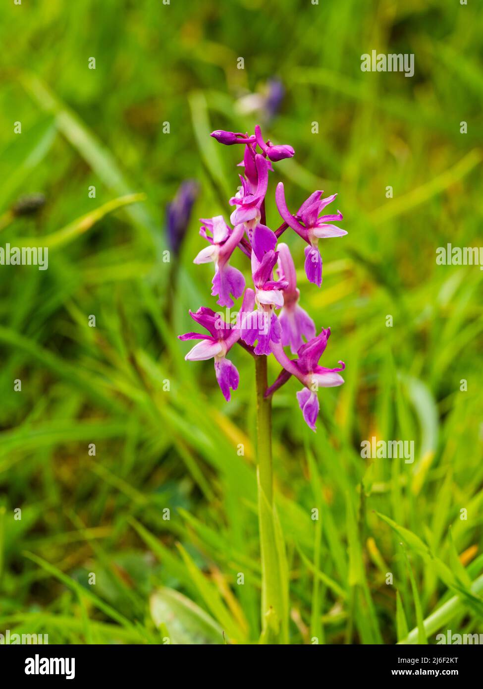 Punta di fiore di una forma pallida dell'orchidea viola primorporpora, mascula Orchis, che cresce in un prato di fiori selvatici del Regno Unito Foto Stock