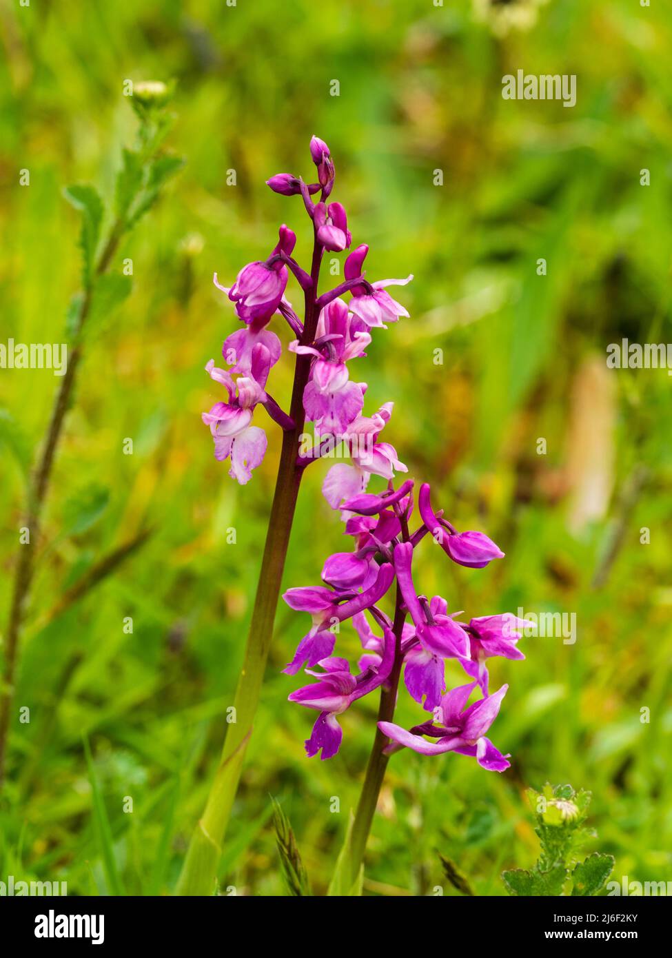 Punte di fiori di una forma pallida dell'orchidea viola primorporpora, Orchis mascola, che cresce in un prato di fiori selvatici del Regno Unito Foto Stock