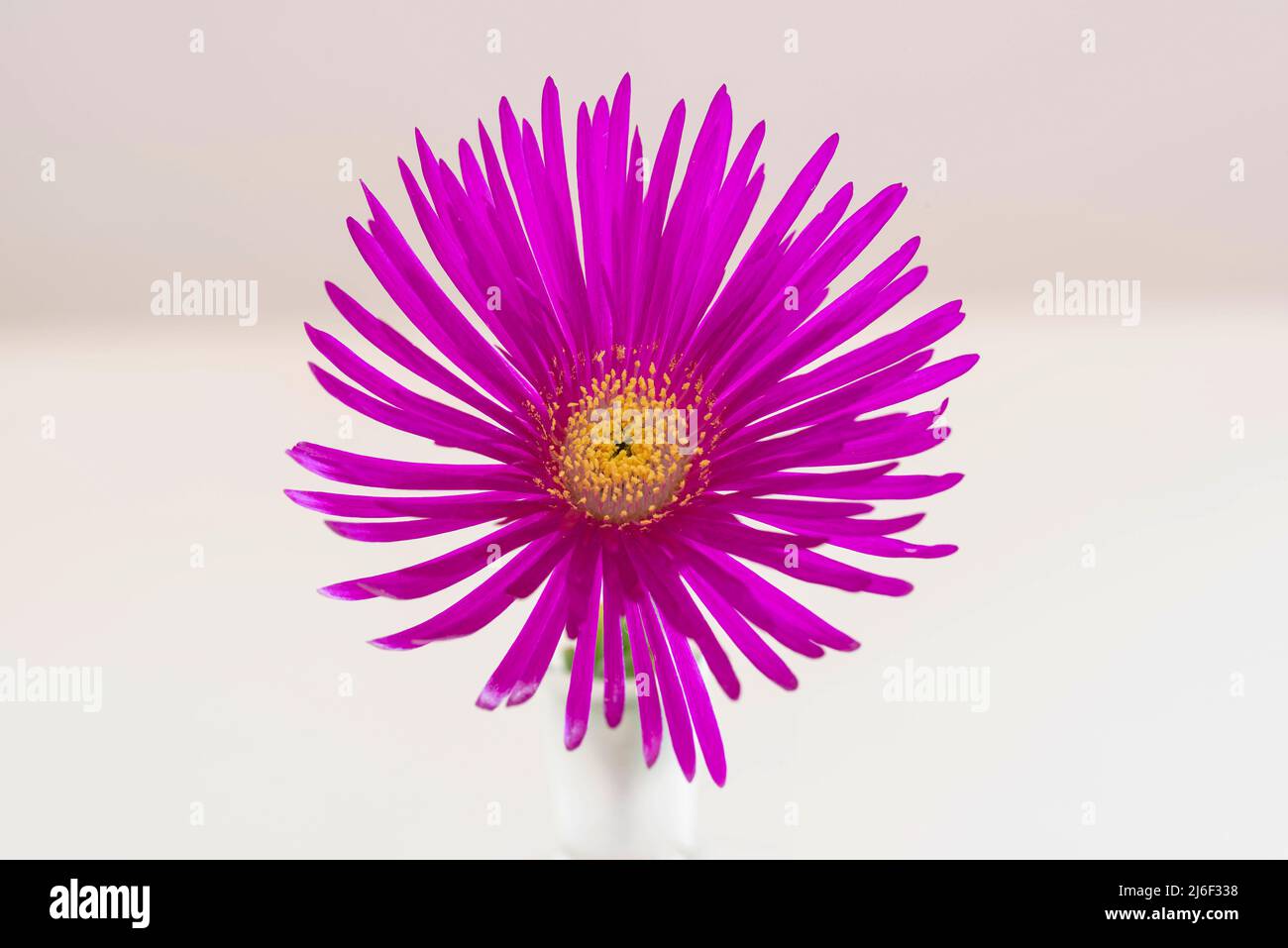 Primo piano di un fiore di ficoide in un vaso Foto Stock