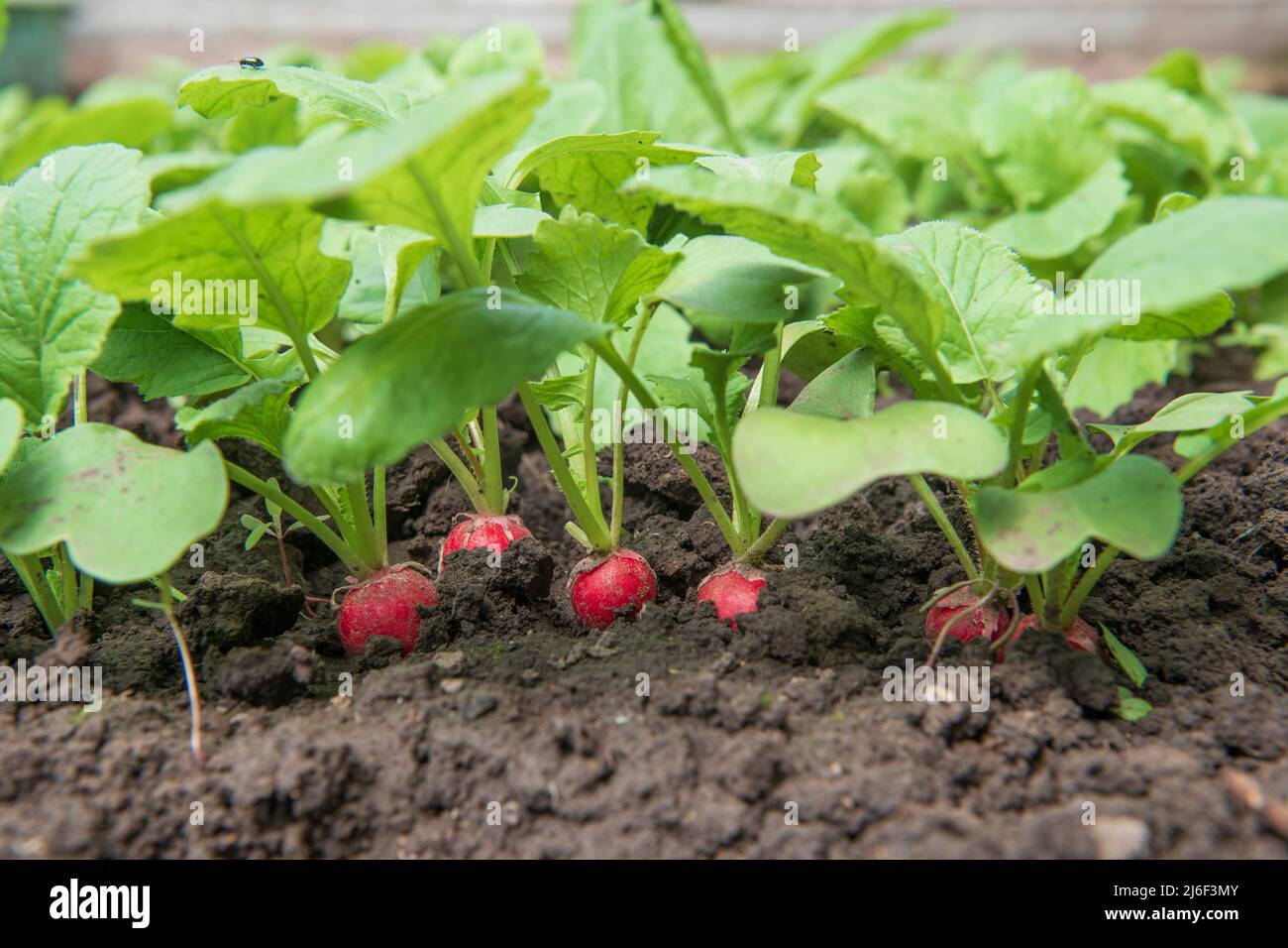 Fresco di rafano rosso sul letto del giardino. Prima primavera verde e radici. Messa a fuoco selettiva Foto Stock