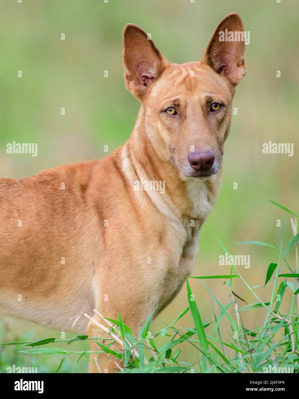 Ridgeback cane espressioni facciali. Stare in piedi con le orecchie in alto e guardare la fotocamera. Foto Stock