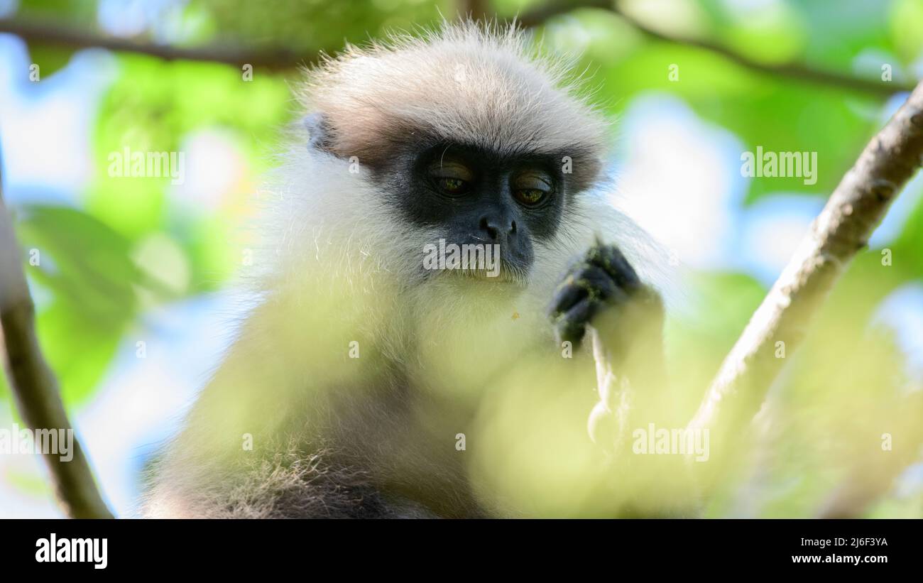 Bella foto da primo piano del volto pensante della scimmia langur con facce viola. Specie endemiche di scimmie in Sri Lanka. Foto Stock