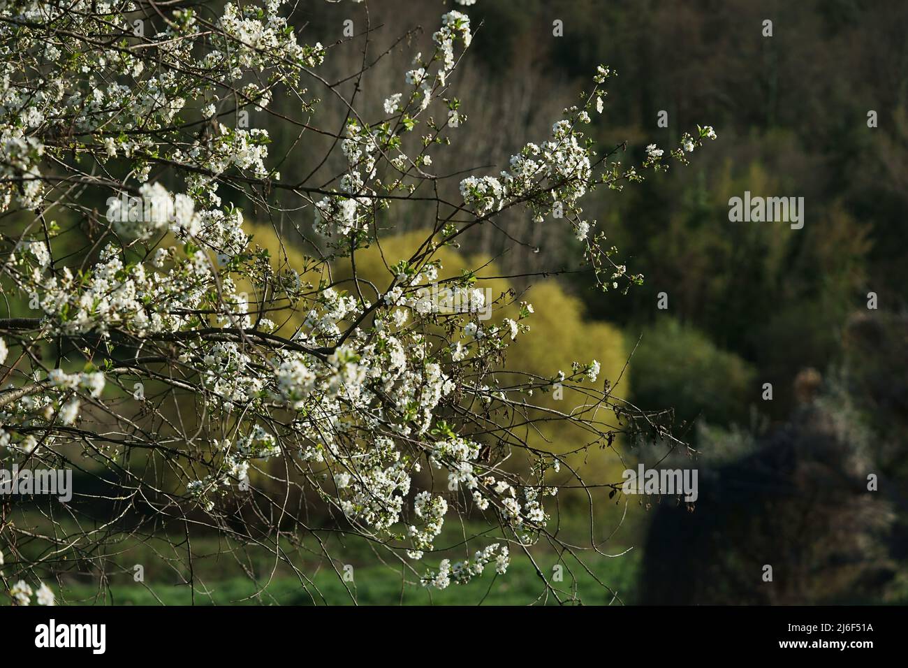 albero con fiori, pianta particolare, rami, foglie Foto Stock