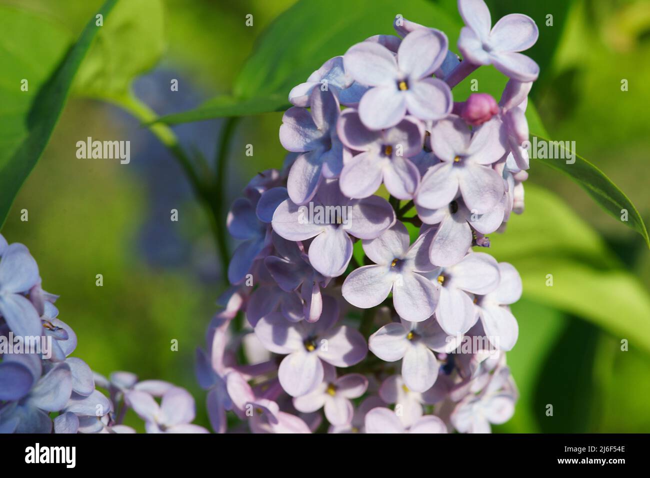 Fiore di syringa vulgaris - Lillà - Lilac comune Foto Stock