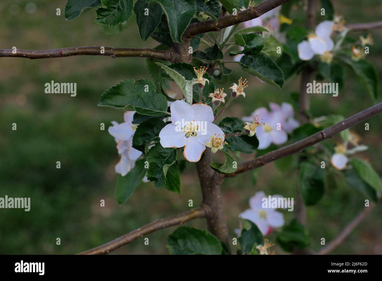 Fiori su giovane albero di mele nel mese di aprile Foto Stock