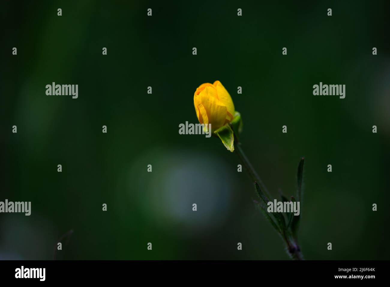 Un piccolo fiore giallo selvaggio con sfondo sfocato Foto Stock