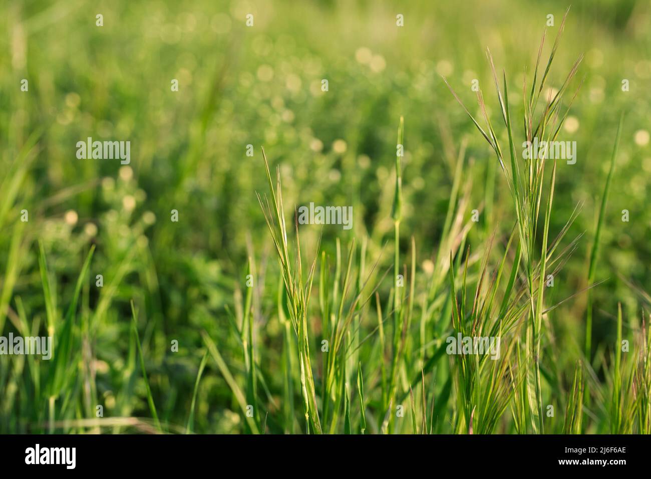 Erba fresca di primavera alta con sfondo sfocato Foto Stock