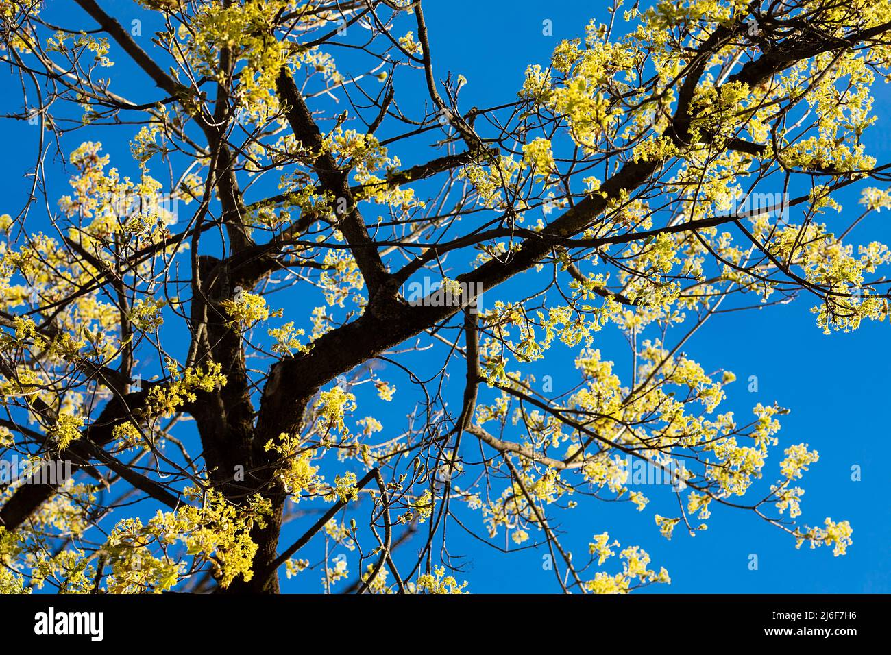 Fresco naturale primavera giallo fiori e foglie su cielo blu, alberi, bella giornata, stock foto Foto Stock