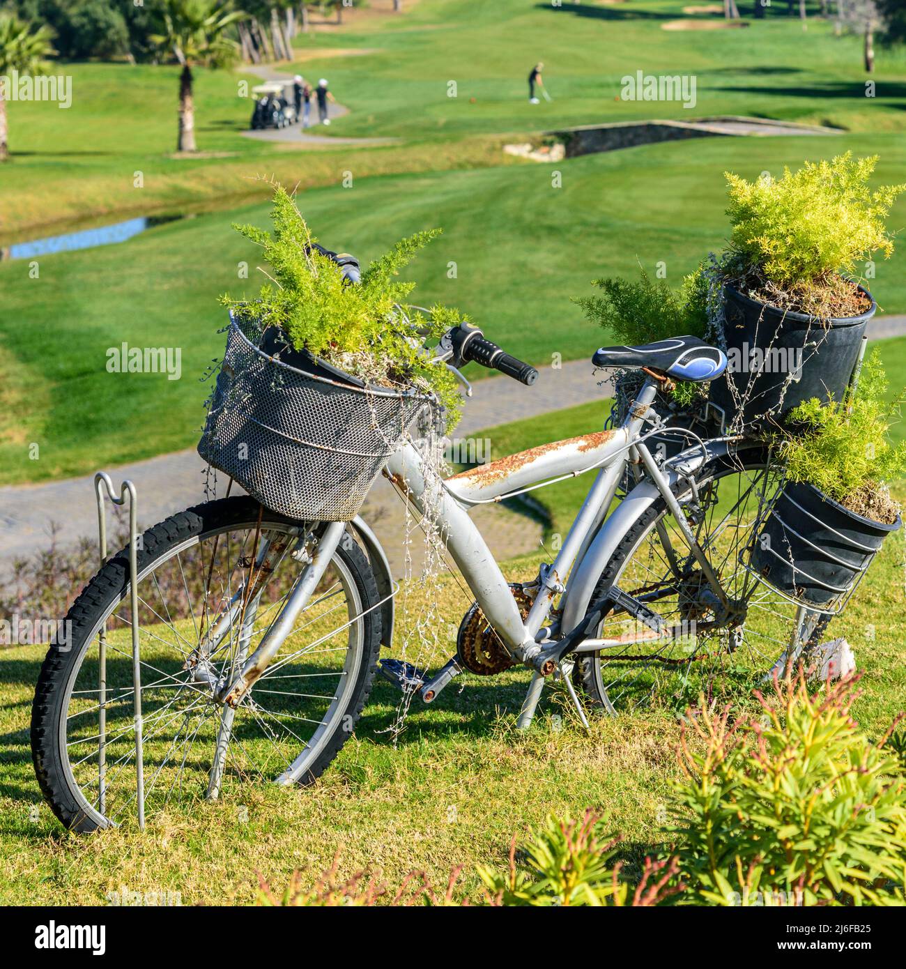 Una vecchia bicicletta arrugginita viene utilizzata come vaso di fiori su un campo da golf Foto Stock