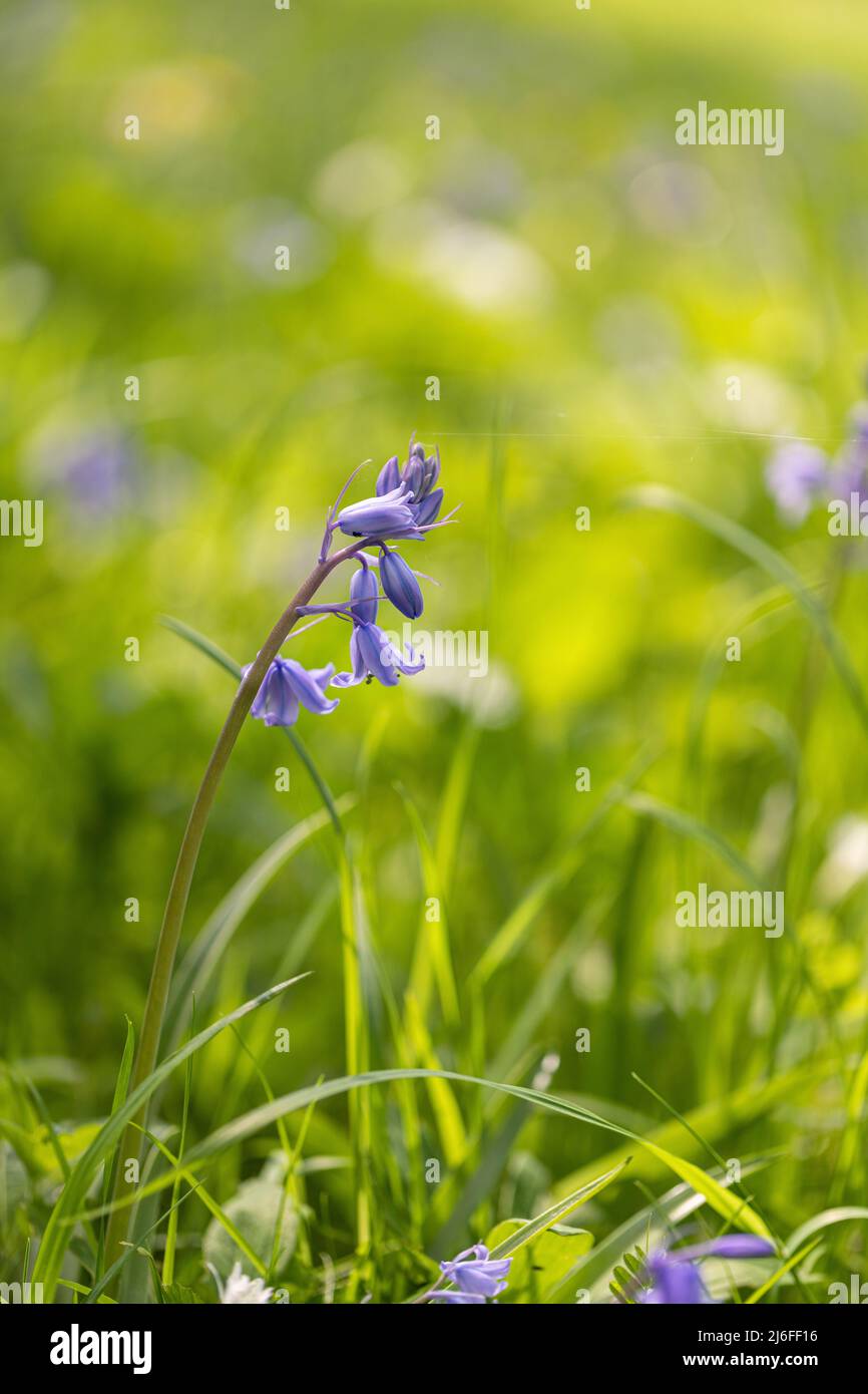 Primo piano di un singolo bluebell isolato - Hyacinthoides non scripta fioritura in un legno di bluebell inglese in primavera, Wiltshire, Inghilterra, Regno Unito Foto Stock