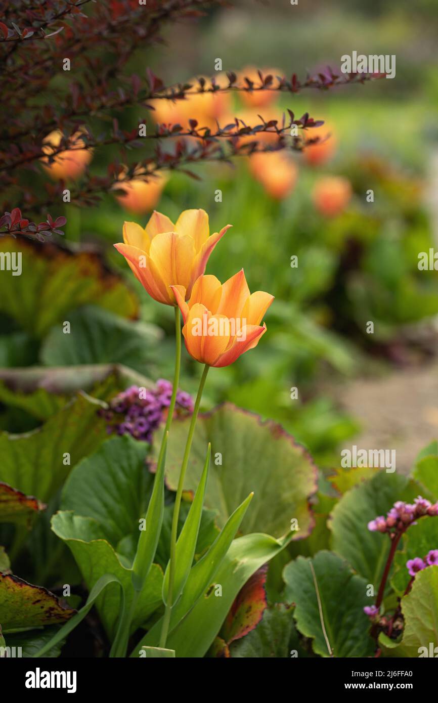 Primo piano di belle tulipani arancioni / rossi fioriti in un giardino di primavera inglese confine nel Regno Unito Foto Stock