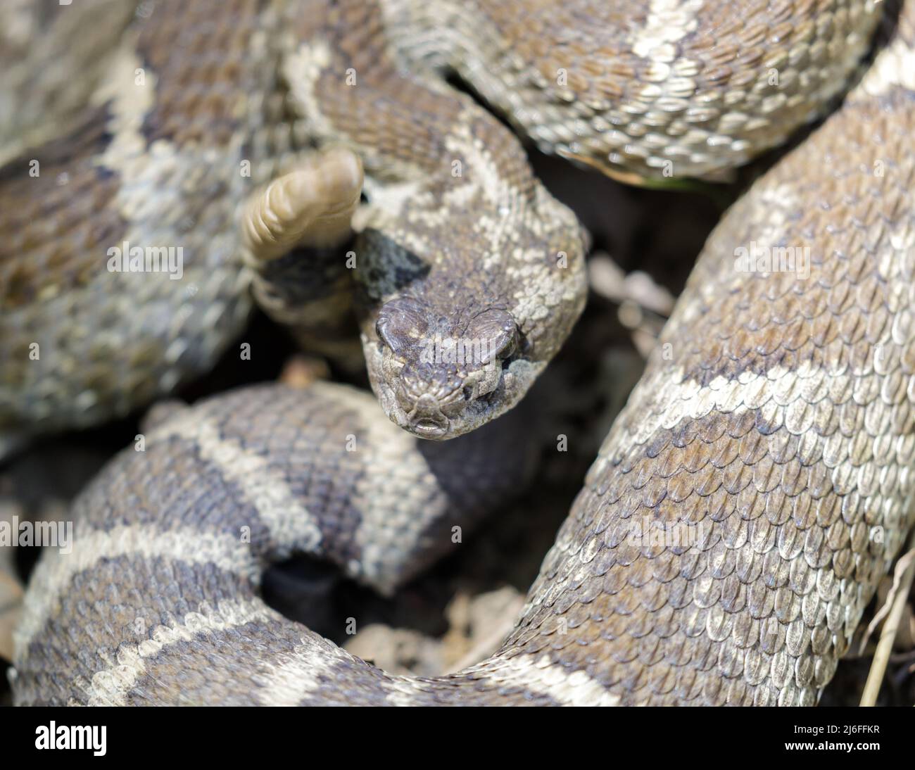 Northern Pacific Rattlesnake si avvolse e si batte in posizione difensiva. Joseph D Grant Ranch County Park, California, USA. Foto Stock