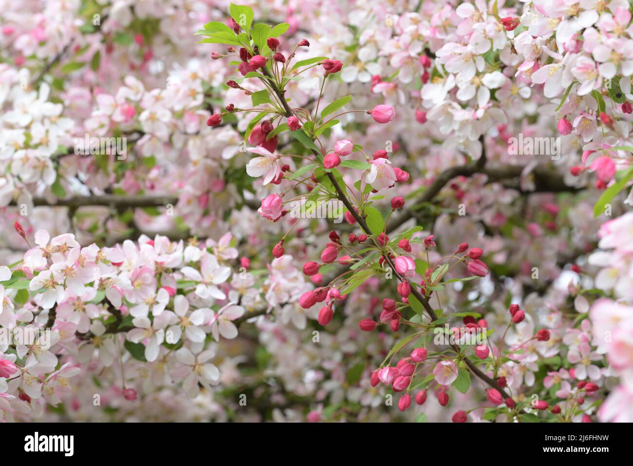 malus floribunda rosaceae rosso bianco mela fiore, specie di fiore di crabmelo Foto Stock