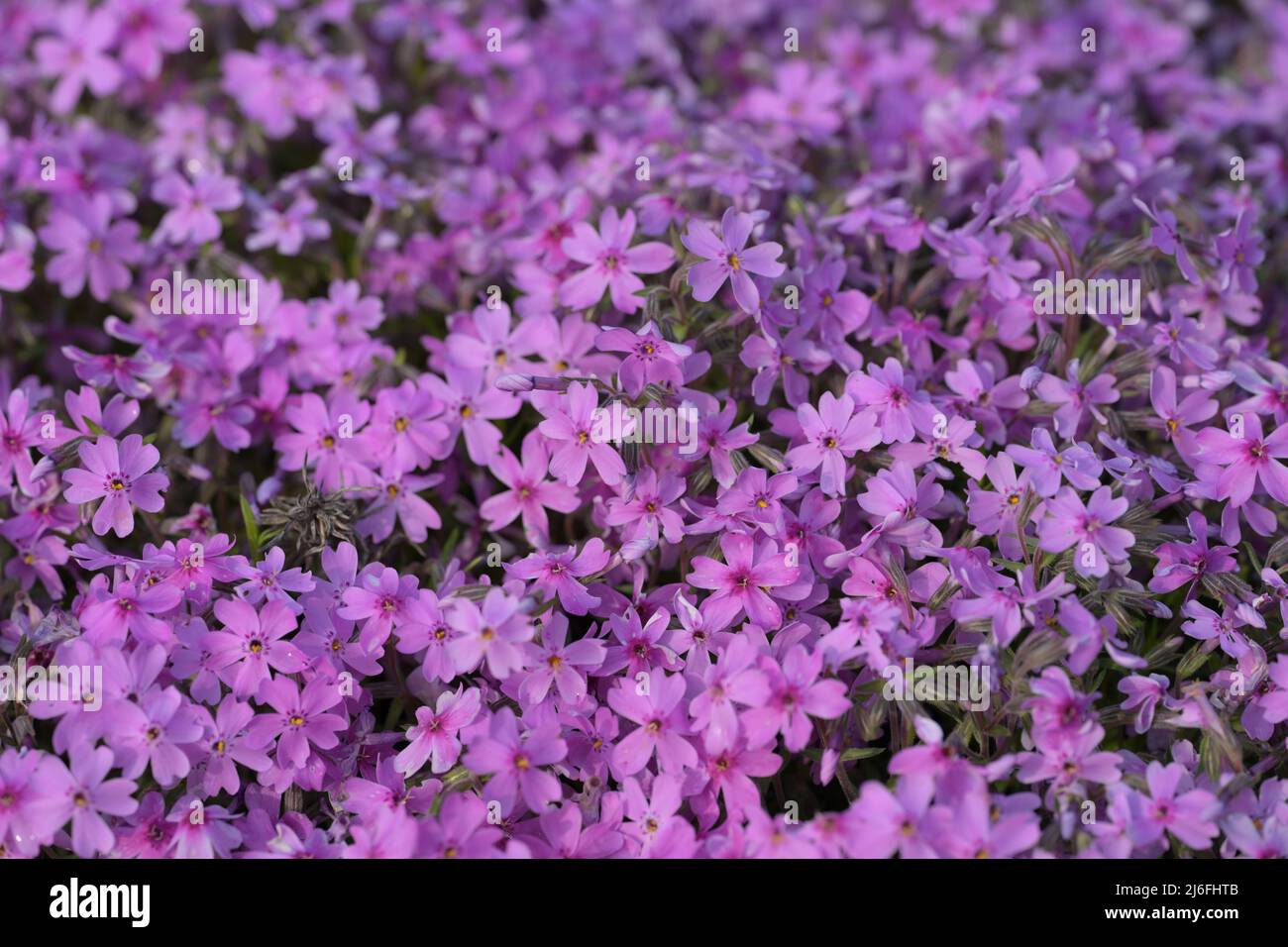 Phlox supulata muschio phlox Polemoniaceae Foto Stock