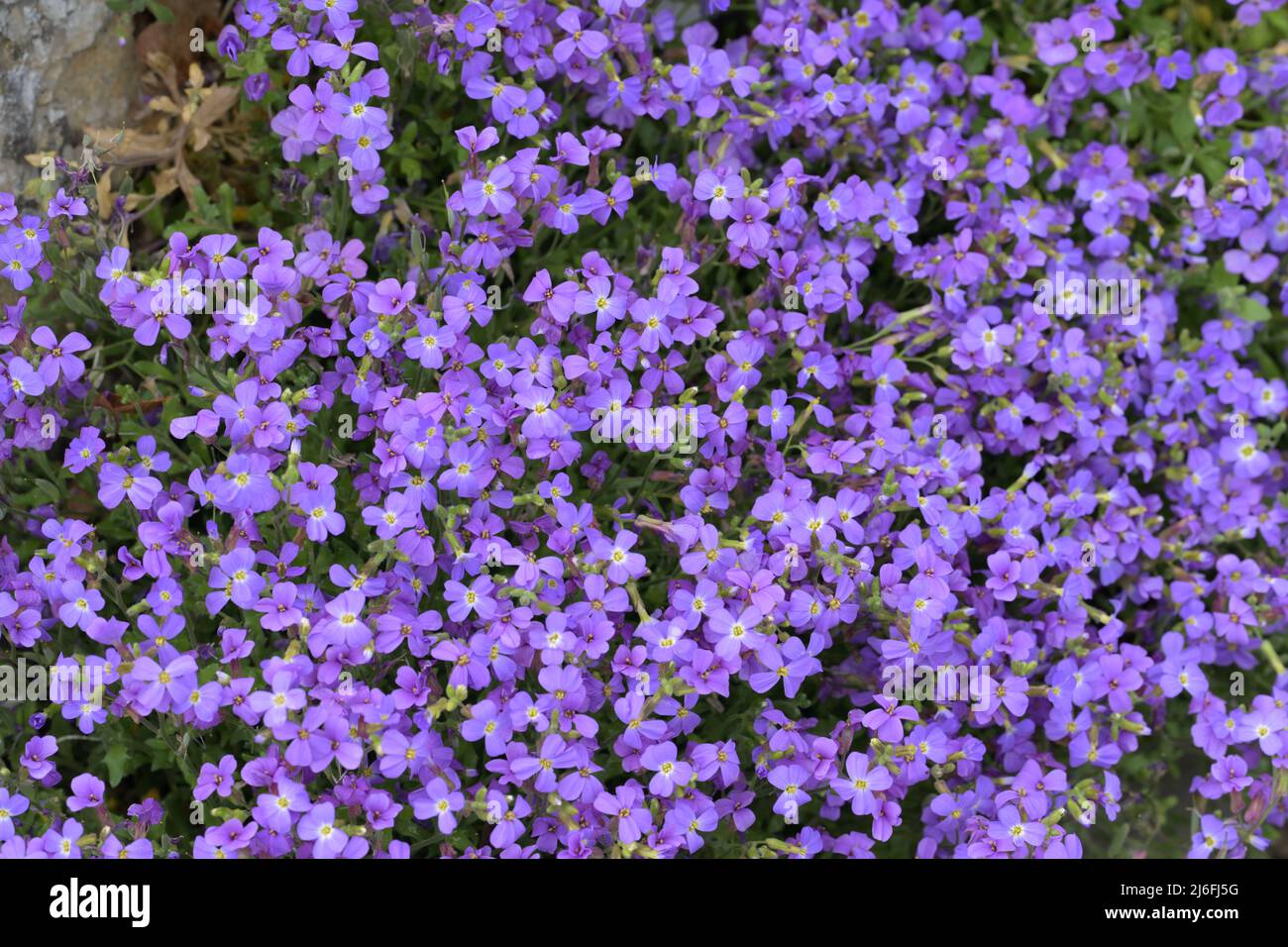 Aubrieta Pinardii Brassicaceae turchia Pinard Claude Aubriet Foto Stock