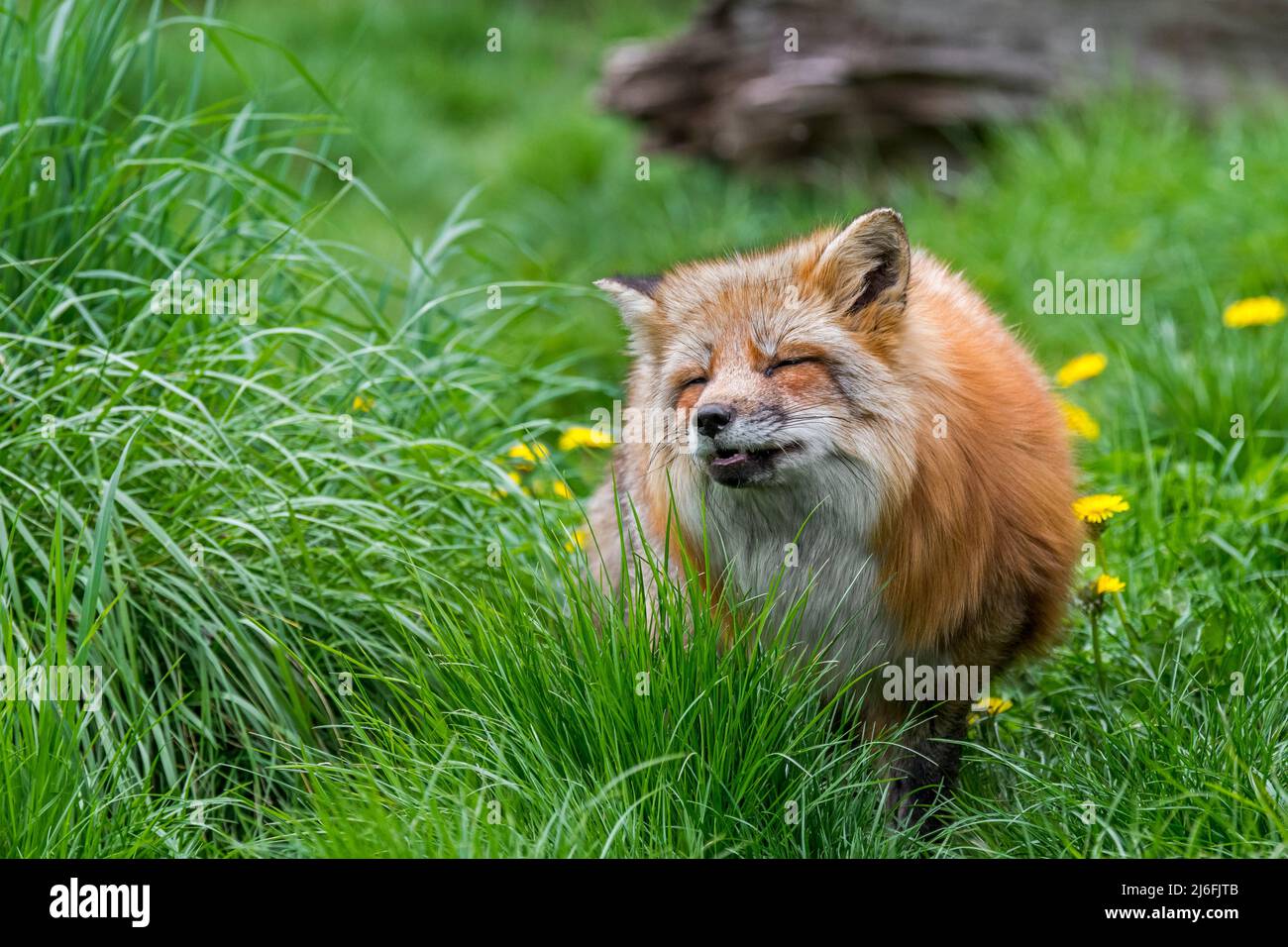Volpe rossa (Vulpes vulpes) in spesso cappotto invernale / pelliccia foraging in prateria / prato in primavera Foto Stock