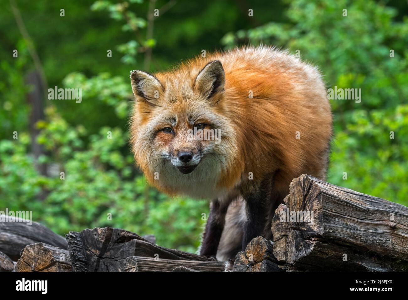 Volpe rossa a tre zampe (Vulpes vulpes) in spesso cappotto invernale / pelliccia su palo di legno a bordo della foresta in primavera Foto Stock