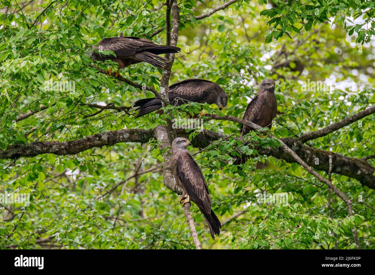 Gruppo / gregge di aquiloni neri (Milvus migrans) arroccato in albero Foto Stock