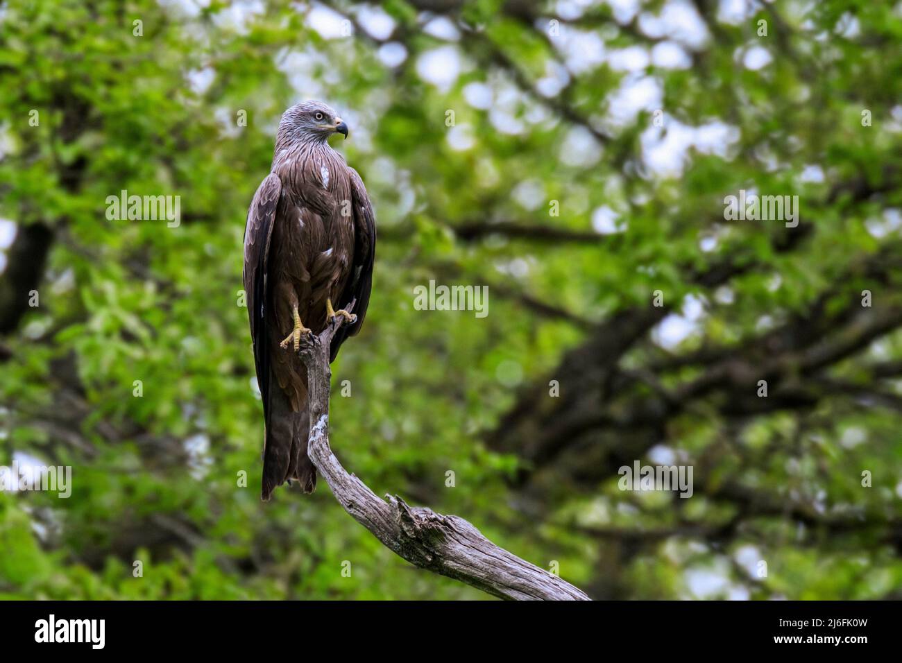 Aquilone nero (Milvus migrans) arroccato in albero Foto Stock