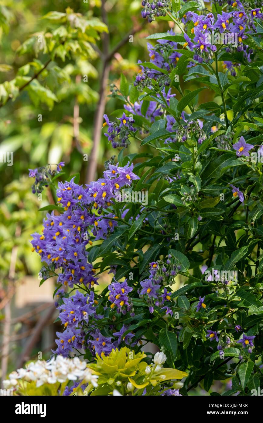 Pianta cilena per l'arrampicata della patata conosciuta anche come Solanum crispum, con burst di fiori viola e gialli. Fotografato in un giardino suburbano a Pinner, Regno Unito Foto Stock