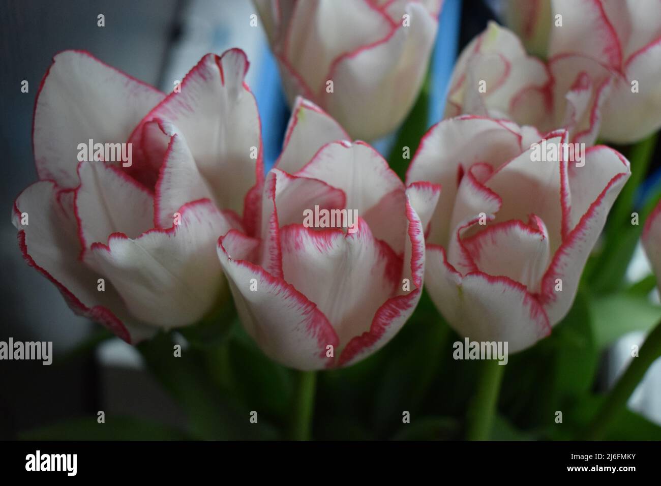 Tulipano bianco con strisce rosse sui petali sullo sfondo scuro sfocato. Due tulipani colorati a primo piano sullo sfondo scuro. Foto Stock
