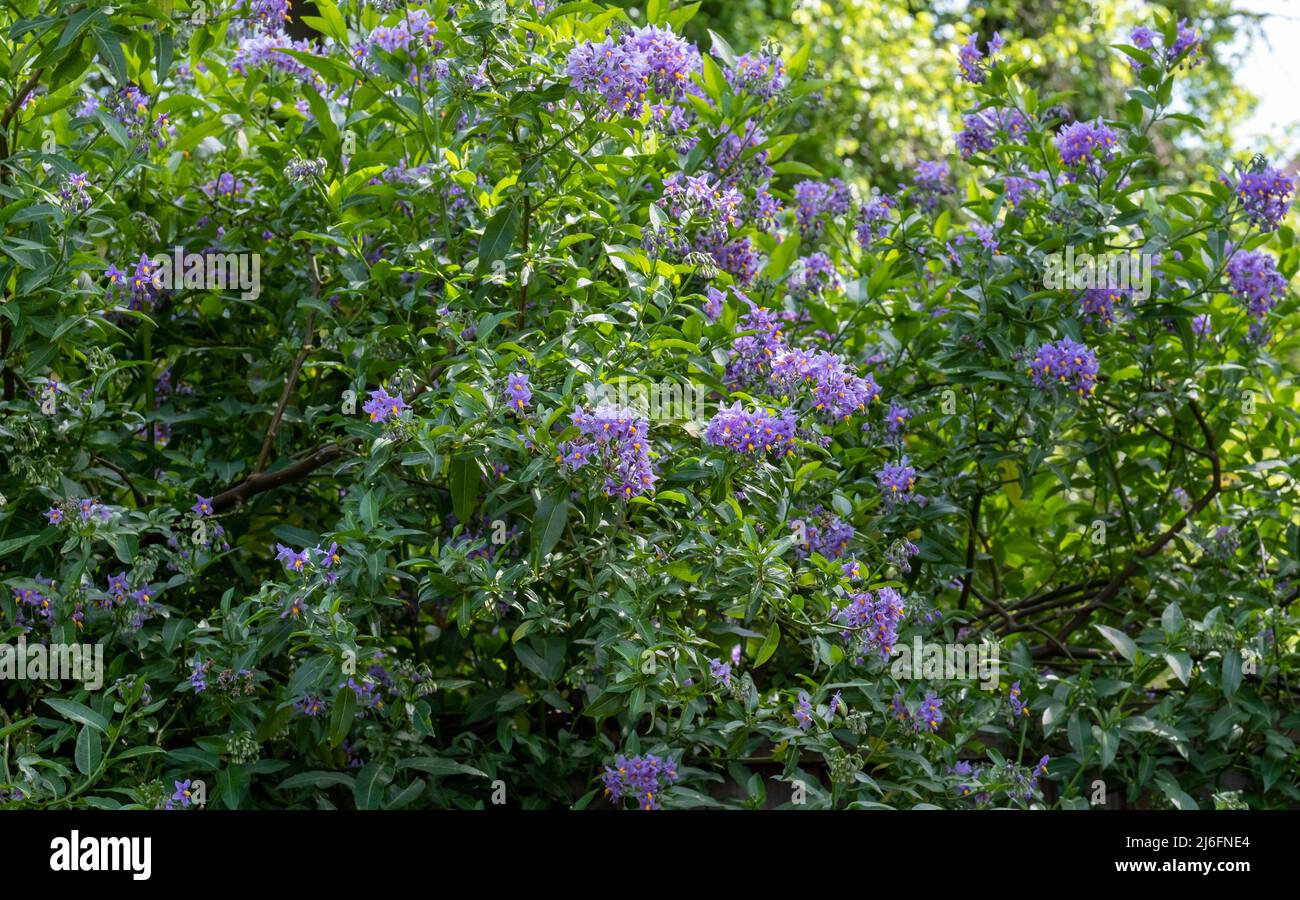 Pianta cilena per l'arrampicata della patata conosciuta anche come Solanum crispum, con burst di fiori viola e gialli. Fotografato in un giardino suburbano a Pinner, Regno Unito Foto Stock