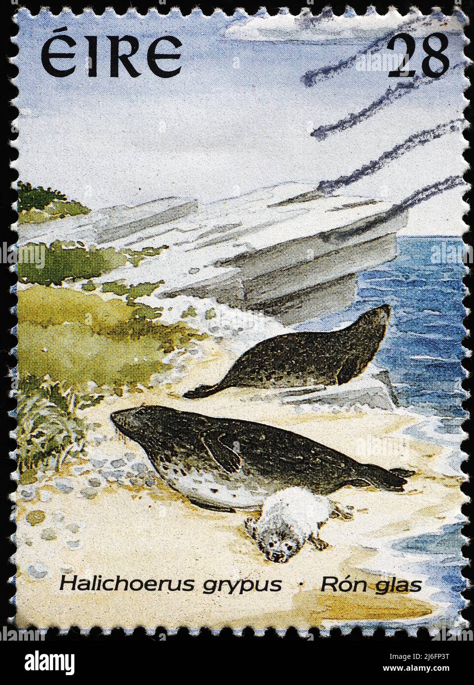 Sigilli grigi al mare su francobollo irlandese Foto Stock