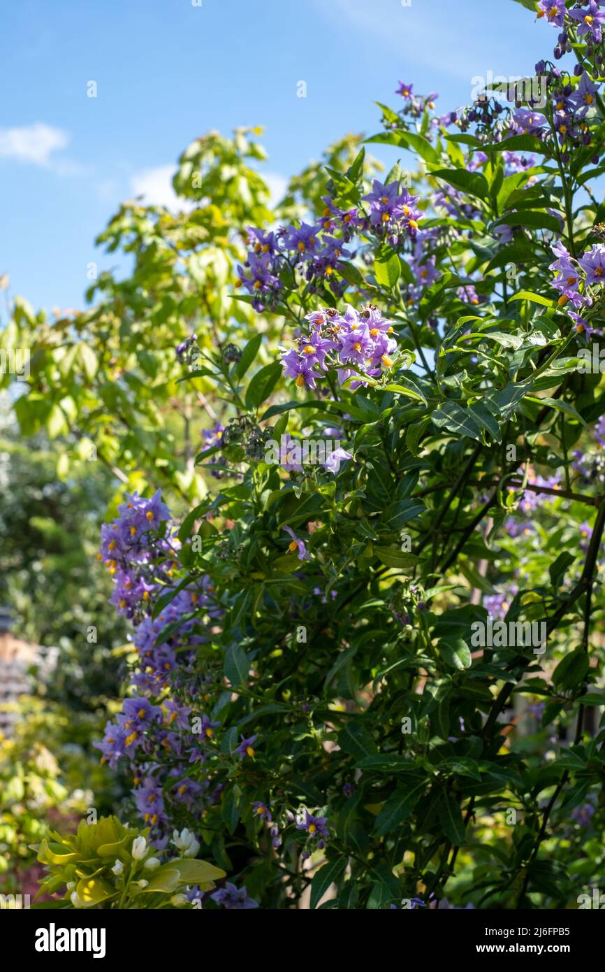 Pianta cilena per l'arrampicata della patata conosciuta anche come Solanum crispum, con burst di fiori viola e gialli. Fotografato in un giardino suburbano a Pinner, Regno Unito Foto Stock