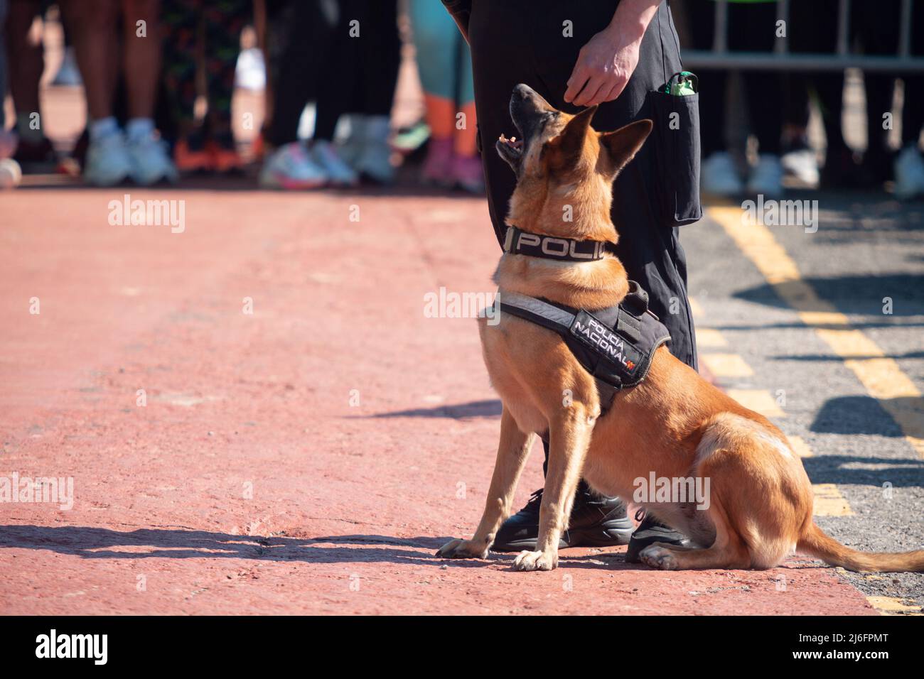 Santander, Cantabria - 13 marzo 2022: Cane di polizia della polizia nazionale spagnola durante una mostra di obbedienza e di ricerca di esplosivi Foto Stock