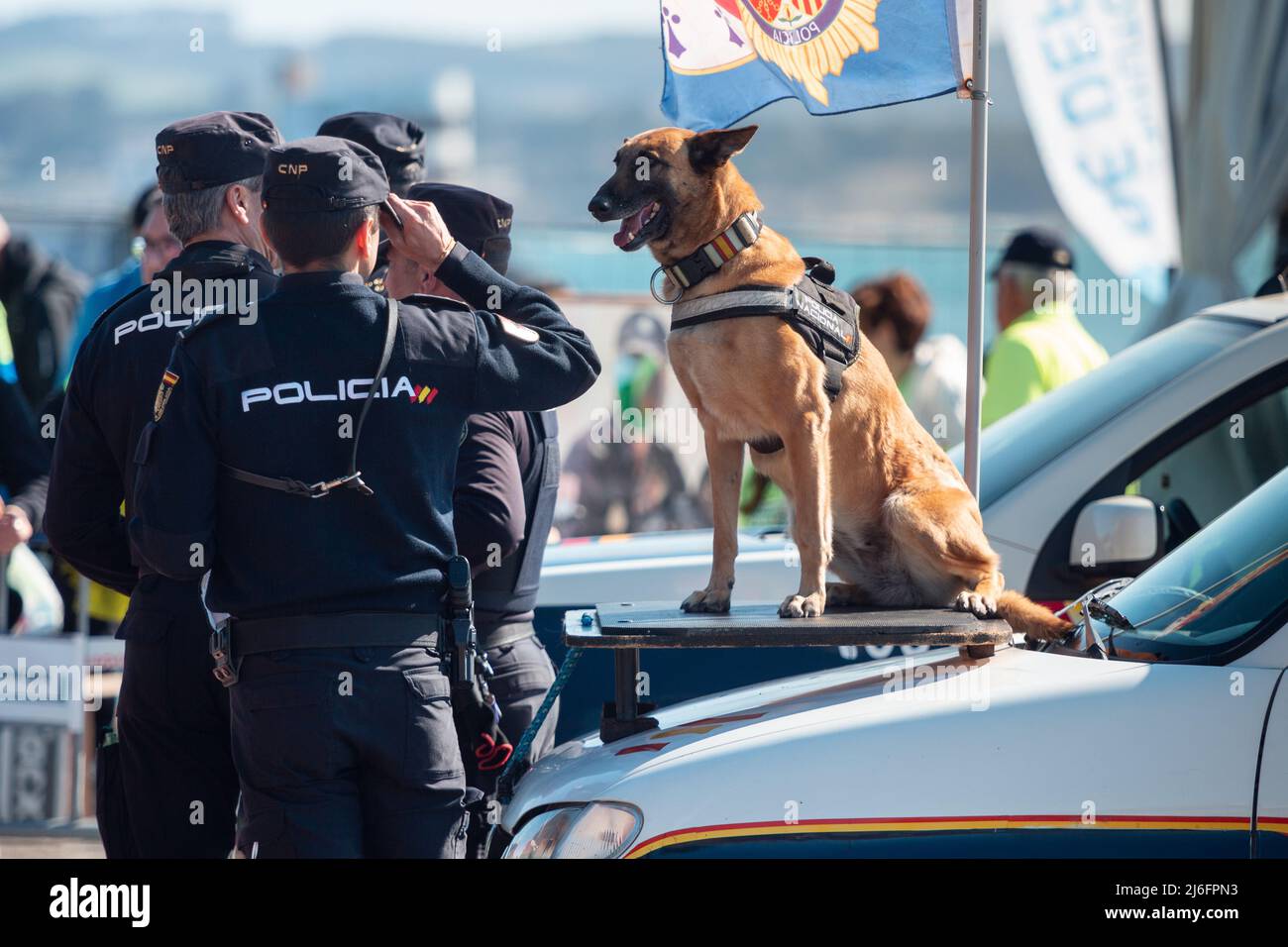 Santander, Cantabria - 13 marzo 2022: Cane di polizia della polizia nazionale spagnola durante una mostra di obbedienza e di ricerca di esplosivi Foto Stock