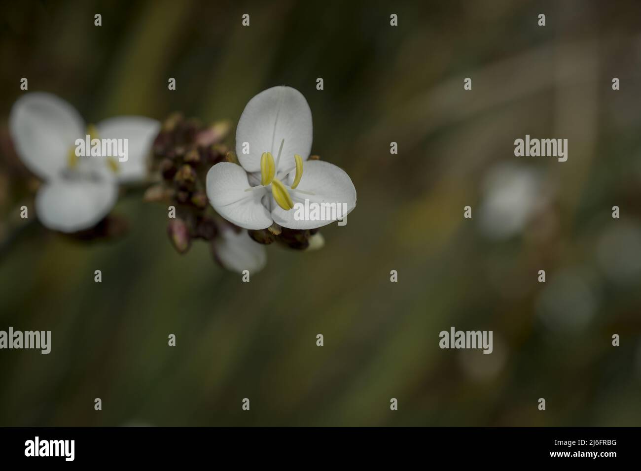 foto di fiori primaverili su sfondo naturale Foto Stock